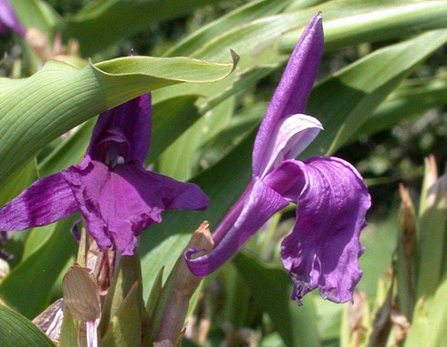 Roscoea