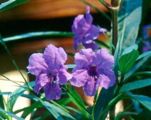 Ruellia Flower