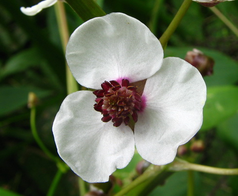 Sagittaria Flower