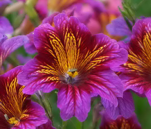 Salpiglossis