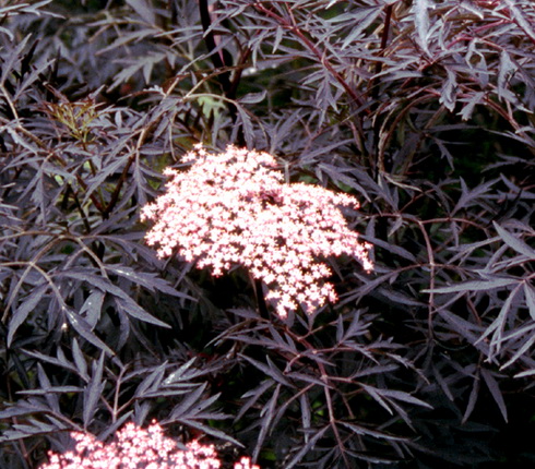 Sambucus