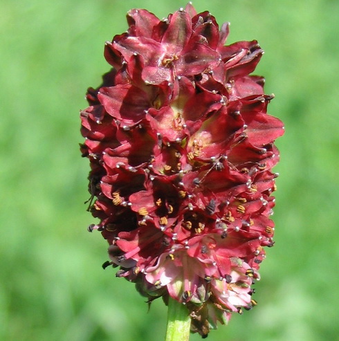 Sanguisorba