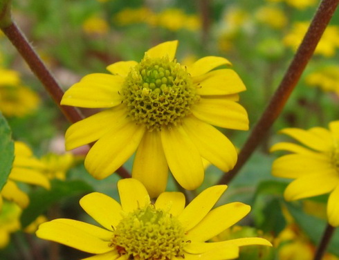 Sanvitalia Flower