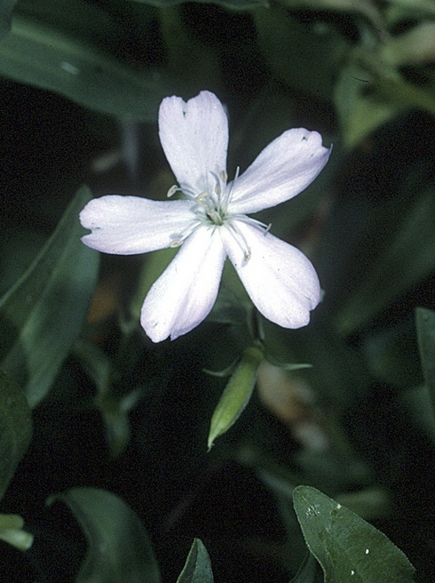 Saponaria Flower