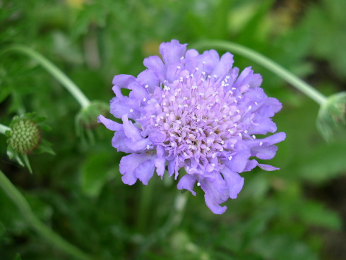 Scabiosa Flower