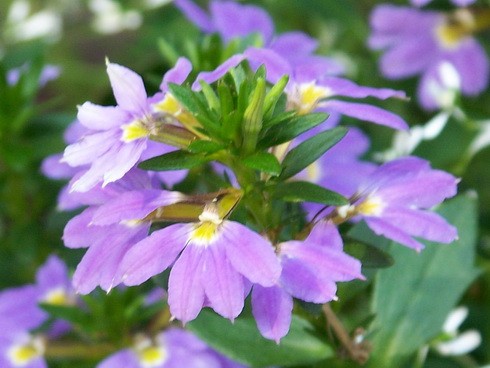 Scaevola