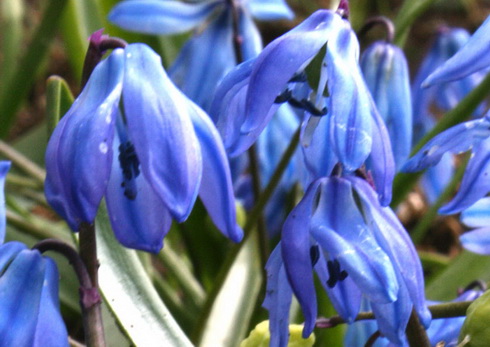 Scilla