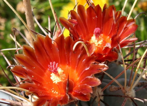 Sclerocactus