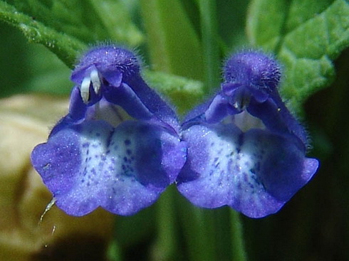 Scutellaria