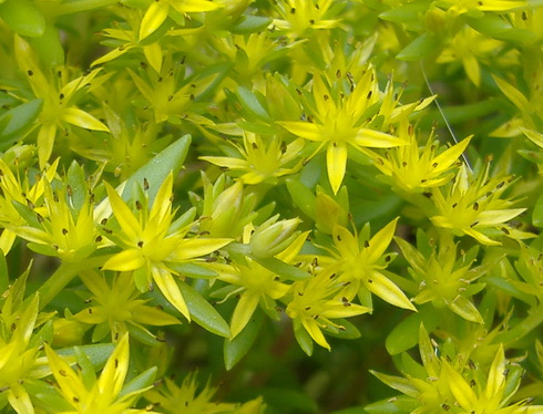 Sedum