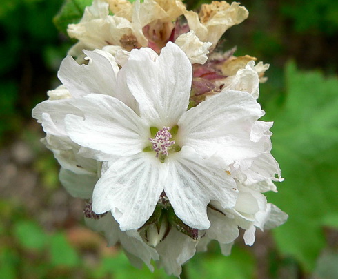 Sidalcea