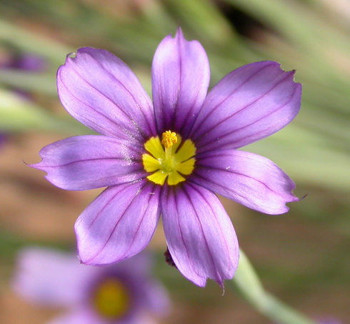 Sisyrinchium