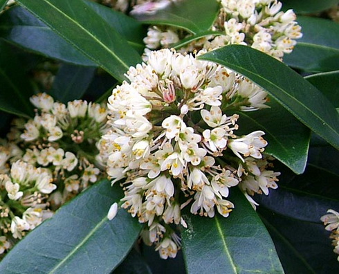 Skimmia