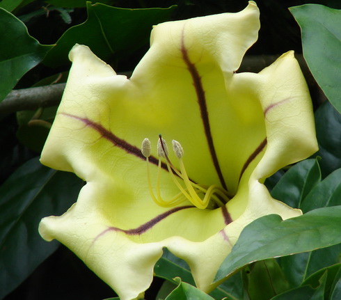 Solandra