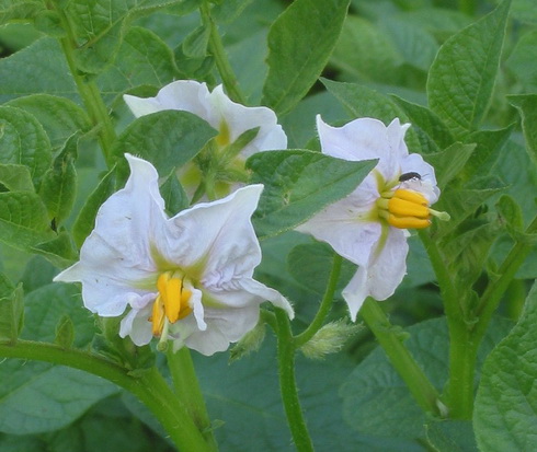 Solanum