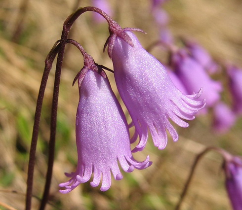 Soldanella Flower