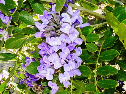 Sophora