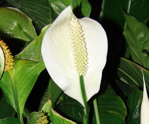 Spathiphyllum