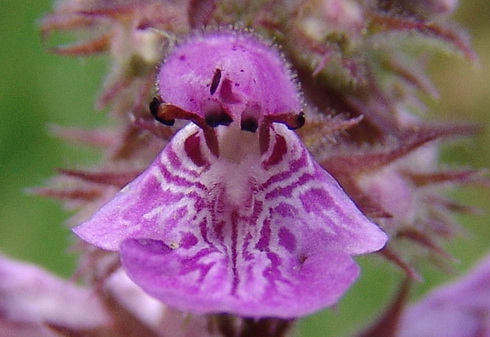 Stachys Flower