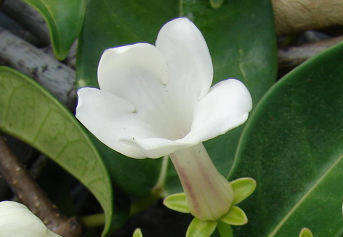 Stephanotis