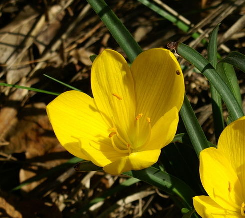 Sternbergia