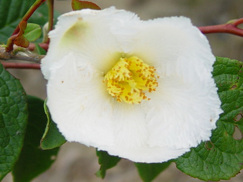 Stewartia