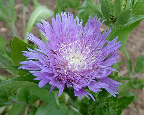 Stokesia