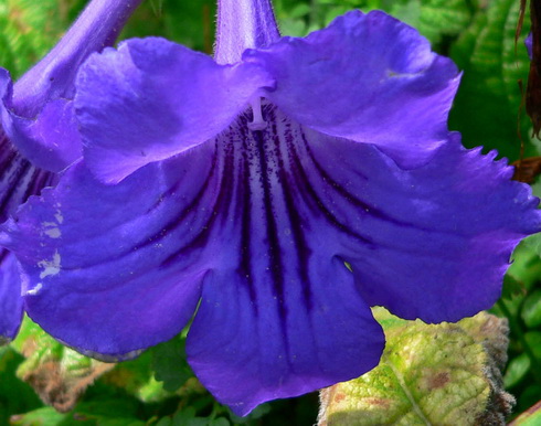 Streptocarpus Flower