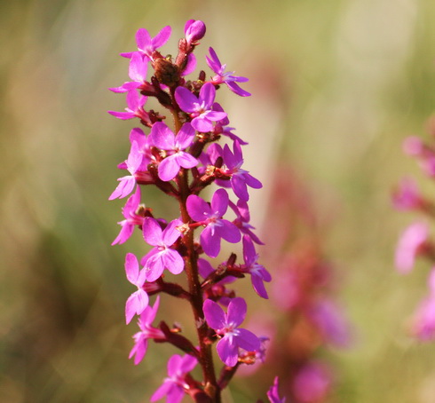 Stylidium Flower