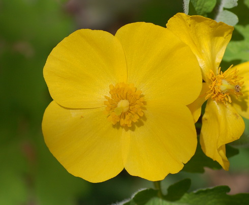 Stylophorum Flower