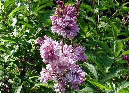 Syringa