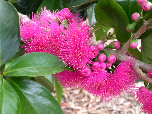 Syzygium