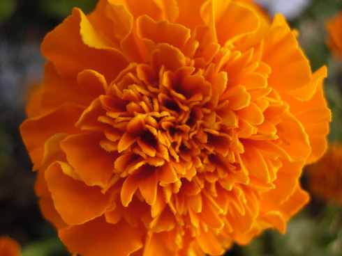 Tagetes