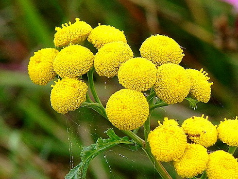 Tanacetum