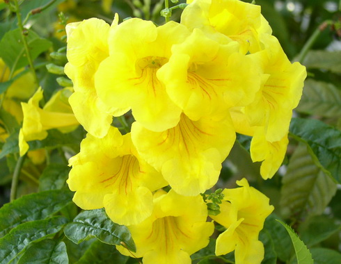 Tecoma Flower