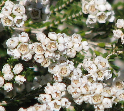 Thryptomene