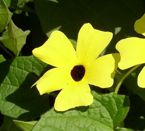 Thunbergia