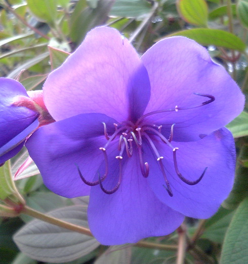 Tibouchina