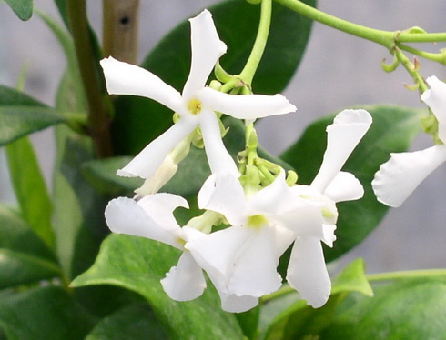 Trachelospermum