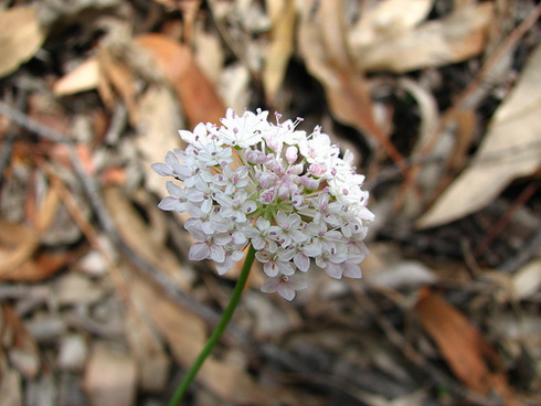 Trachymene