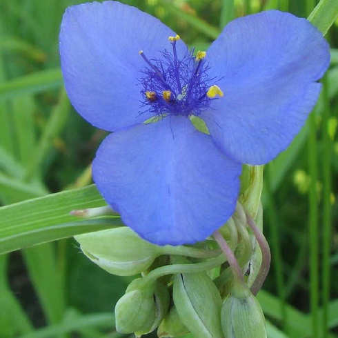 Tradescantia Flower