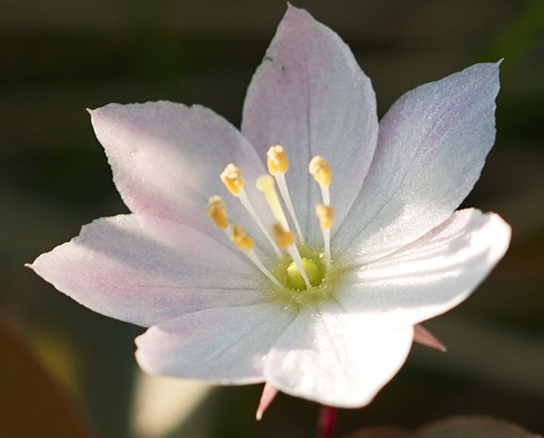 Trientalis Flower