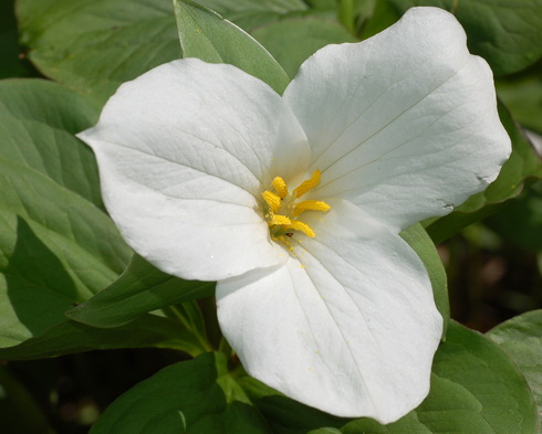 Trillium Flower