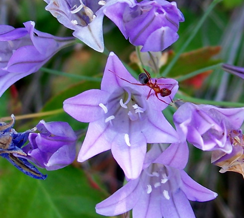 Triteleia