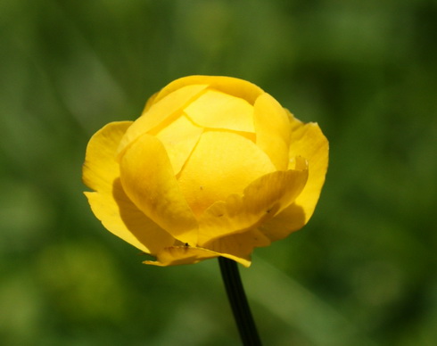 Trollius