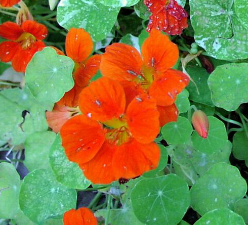 Tropaeolum