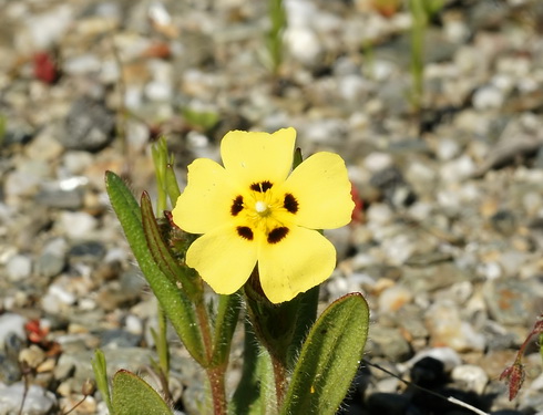 Tuberaria Flower