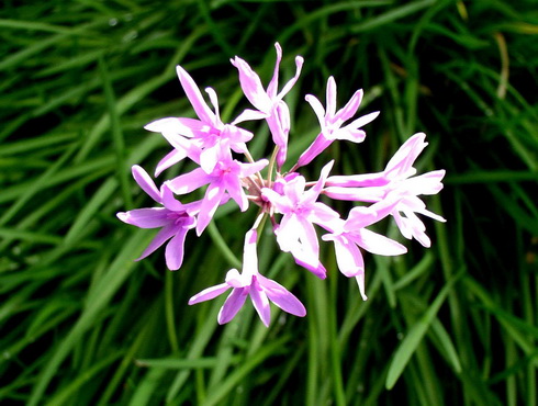 Tulbaghia