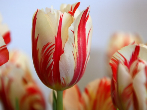 Tulip Flower