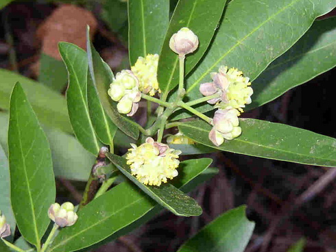 Umbellularia